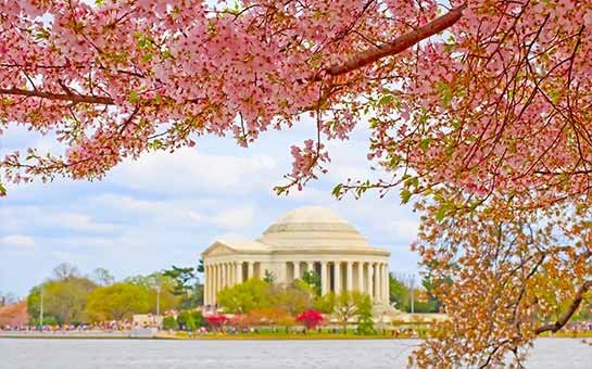 Cherry Blossom Festival in Washington D.C.